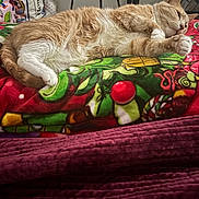 Alejandro joined the competition — help win amazing prizes! cat, orange_cat, white_cat, sleeping, resting, blanket, colorful_blanket, patterned_blanket, purple_blanket, indoor, cozy, feline, pet, paw, fur, relaxed, comfort, home, animal, nap