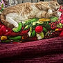 cat, orange_cat, white_cat, sleeping, resting, blanket, colorful_blanket, patterned_blanket, purple_blanket, indoor, cozy, feline, pet, paw, fur, relaxed, comfort, home, animal, nap