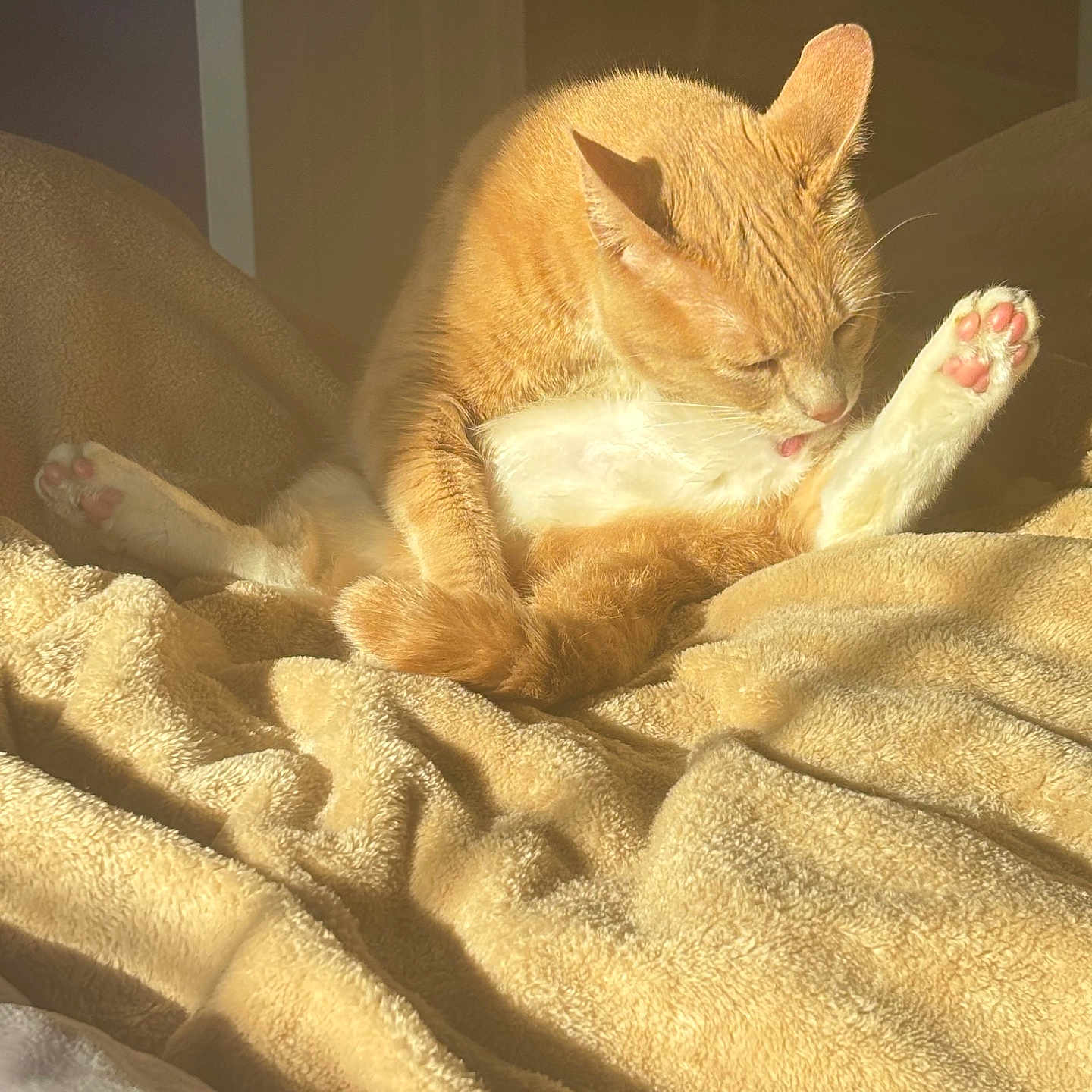 Alejandro joined the competition — help win amazing prizes! animal, bed, blanket, cat, comfort, cozy, cute, fur, grooming, indoor, orange_cat, paw, pet, pink_paw_pads, relaxing, resting, soft_texture, sunlight, warm_light, white_cat