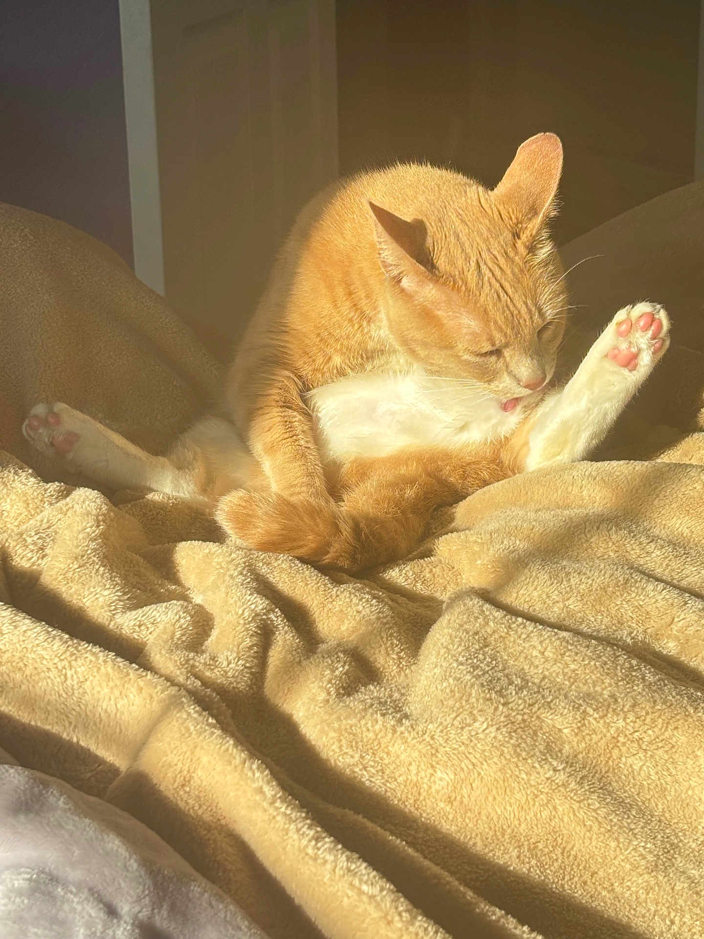 Alejandro joined the competition — help win amazing prizes! cat, orange_cat, white_cat, grooming, paw, pink_paw_pads, blanket, soft_texture, sunlight, indoor, cozy, fur, pet, animal, relaxing, cute, warm_light, resting, bed, comfort
