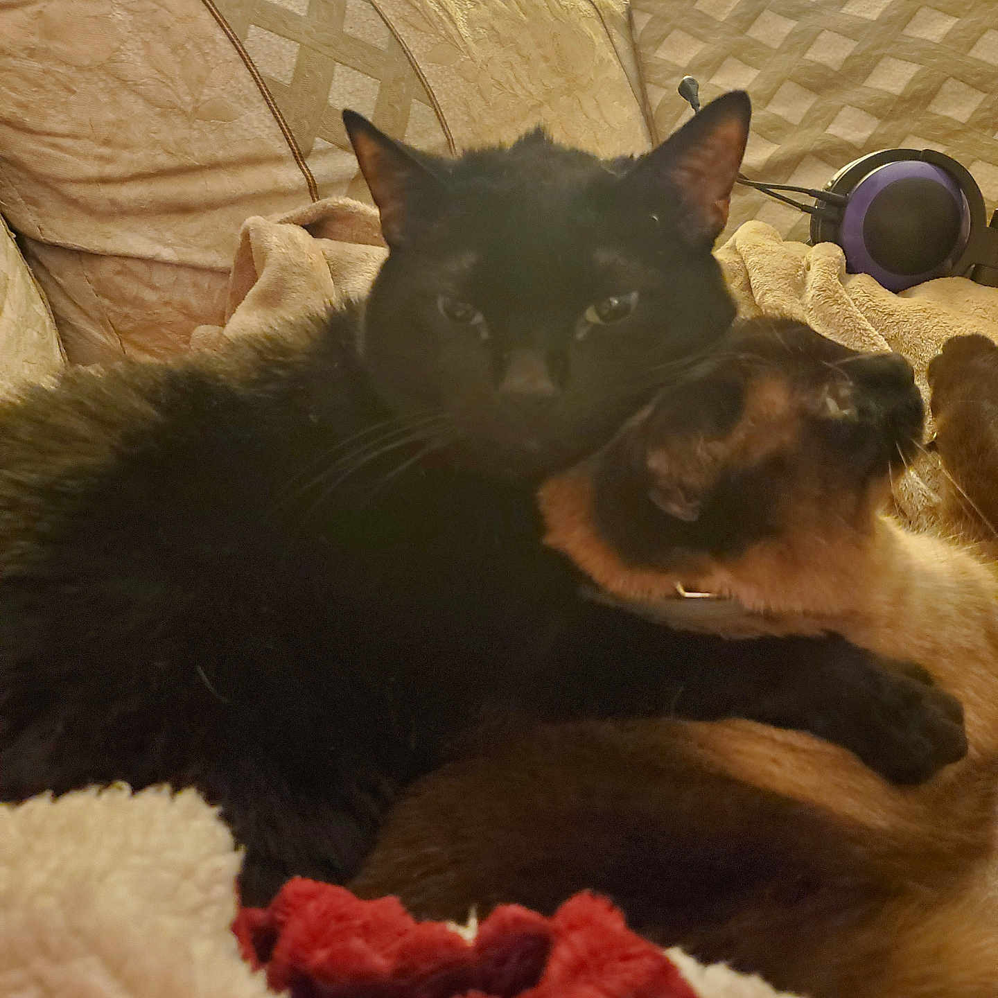 Salem And Luna is registered to the contest to win money with this photo: animal, architecture, blackcat, blanket, building, cat, chair, couch, cushion, electronics, furniture, homedecor, indoors, interiordesign, linen, livingroom, manx, pet, room, siamese