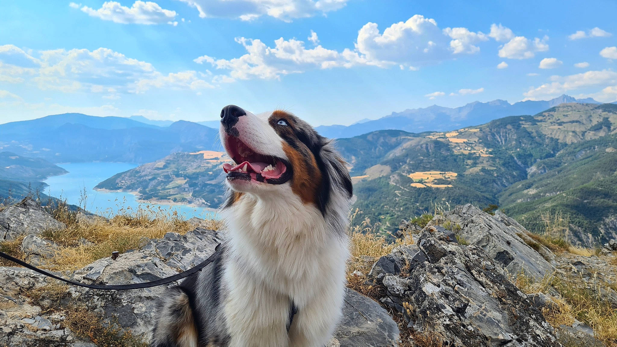 Raiko a rejoint le concours — aidez-le/la à gagner de superbes lots ! adventure, carnivore, cloud, companion_dog, cumulus, dog, dog_breed, happy, lake, landscape, leisure, mountain, mountain_range, plant, recreation, ridge, sky, sporting_group, tourism, water