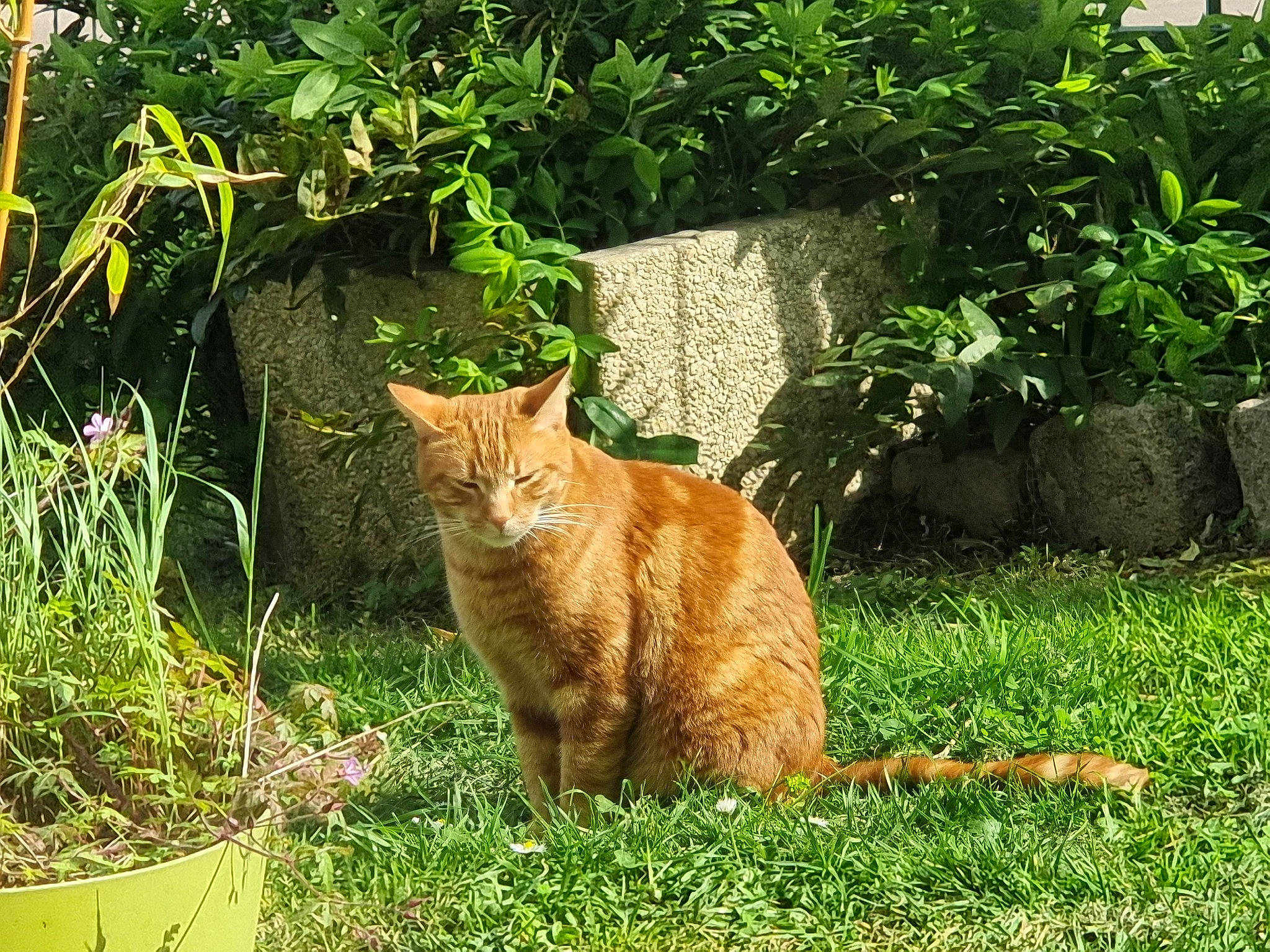 Miskina participe au concours pour gagner de l'argent avec cette photo : art, carnivore, cat, domestic_short_haired_cat, fawn, felidae, fur, grass, grass_family, groundcover, lawn, plant, shrub, small_to_medium_sized_cats, snout, tail, terrestrial_animal, trunk, whiskers, wood