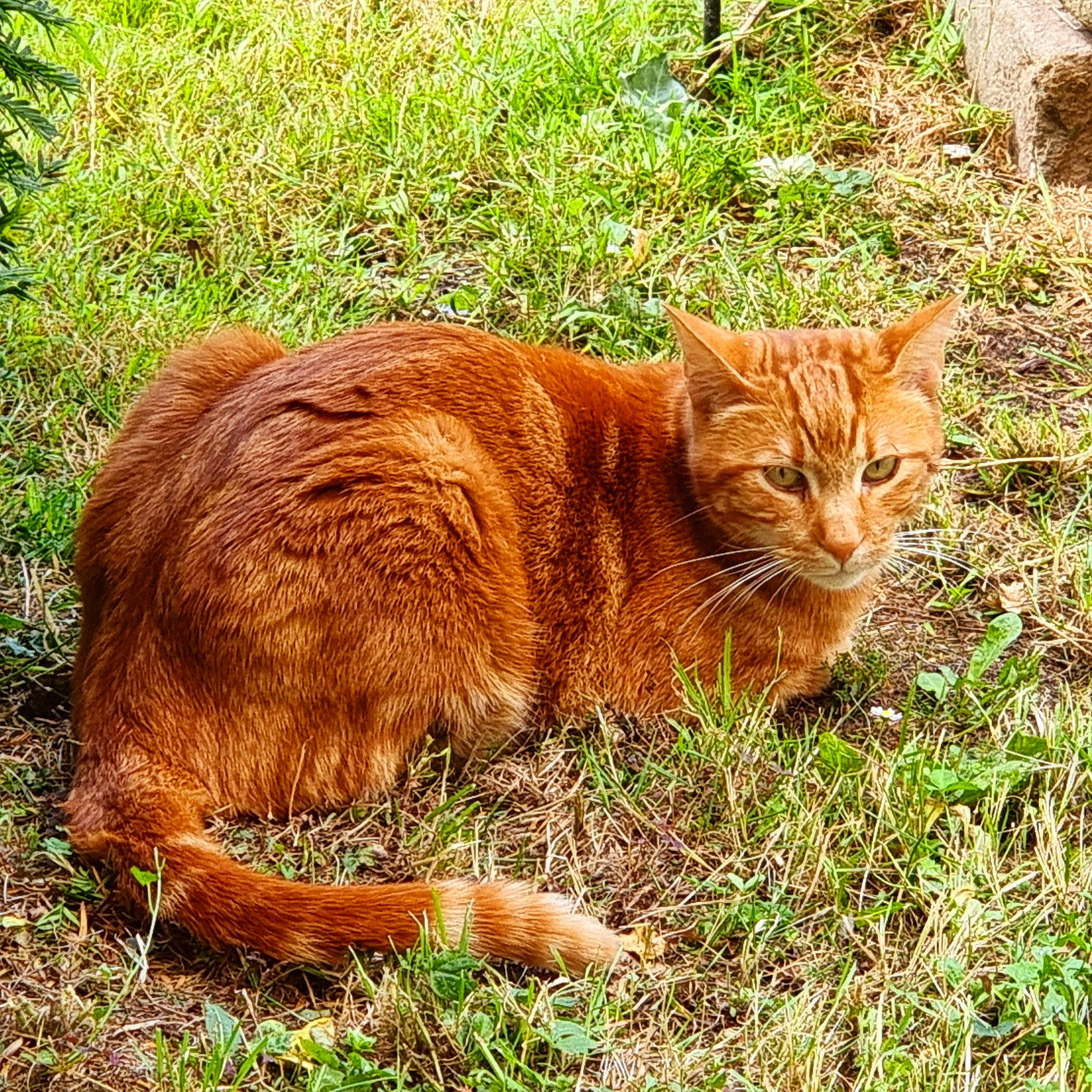 Miskina a rejoint le concours — aidez-le/la à gagner de superbes lots ! carnivore, cat, domestic_short_haired_cat, fawn, felidae, fur, grass, groundcover, liver, natural_landscape, plant, small_to_medium_sized_cats, snout, tail, terrestrial_animal, tree, trunk, whiskers, wildlife