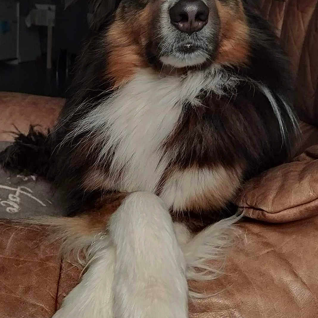 Otis participe au concours pour gagner de l'argent avec cette photo : animal, armchair, ball, canine, chair, cockerspaniel, collie, couch, cushion, dog, furniture, homedecor, hound, papillon, pet, puppy, snout, sport, tennis, tennisball