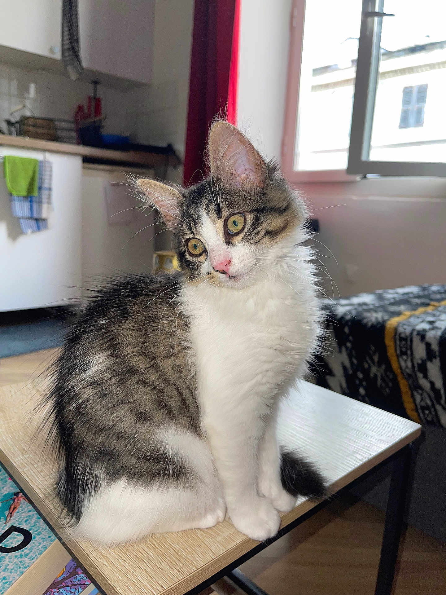 Olympe a rejoint le concours — aidez-le/la à gagner de superbes lots ! abyssinian, animal, architecture, building, cat, chair, desk, furniture, hardwood, indoors, kitten, livingroom, manx, person, pet, plywood, room, shelf, table, wood