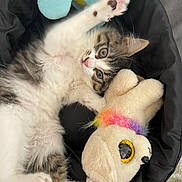 Olympe participe au concours pour gagner de l'argent avec cette photo : abyssinian, angora, animal, bed, blanket, canine, cat, couch, cushion, dog, furniture, homedecor, kitten, manx, person, pet, plush, puppy, sleeping, toy