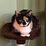 cat, calico_cat, pet, animal, feline, cat_tree, indoor, fur, ears, whiskers, sitting, looking, domestic_animal, cute, resting, household, mammal, claws, paw, furniture