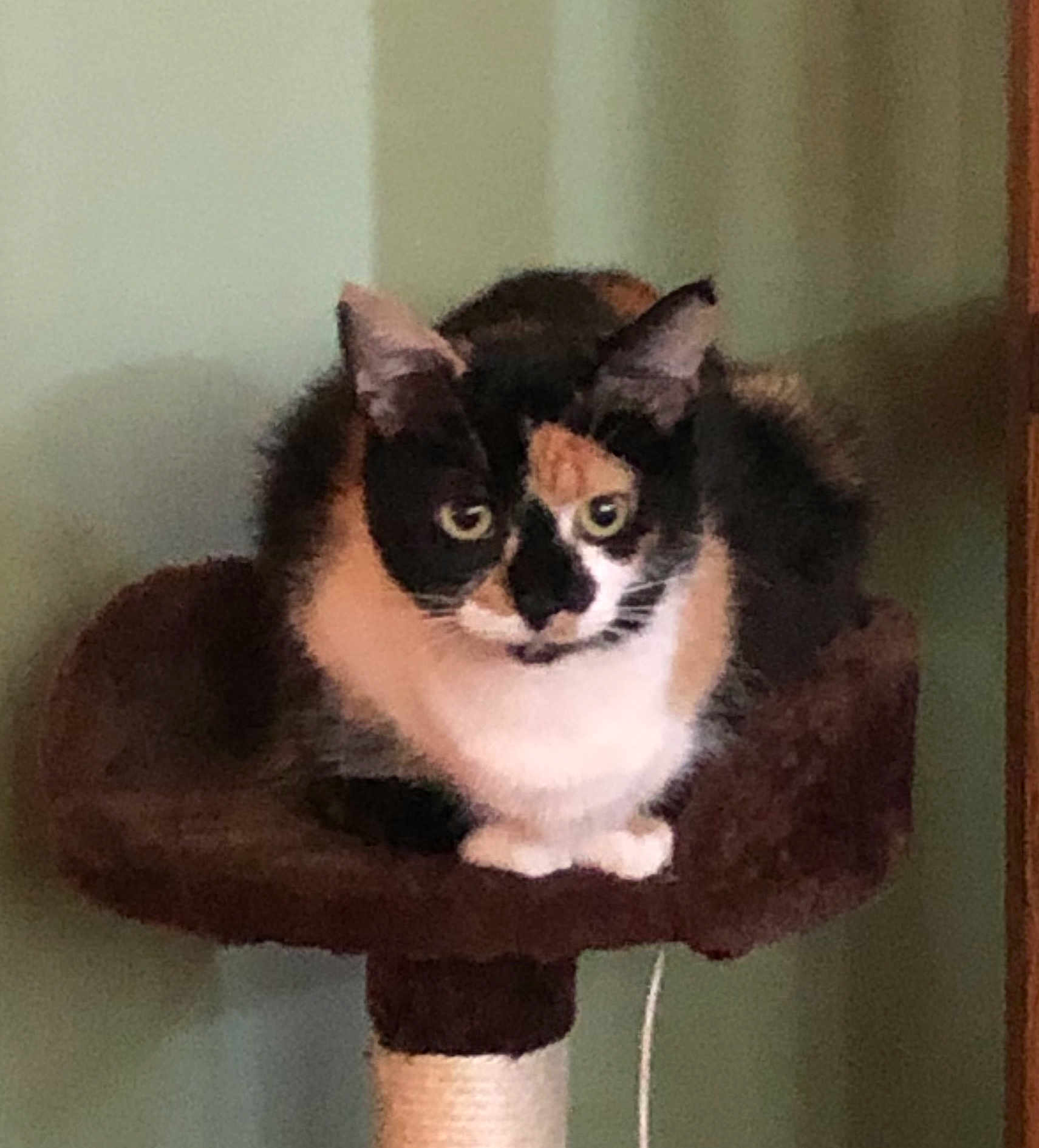 Kit Kat
