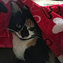 Kit Kat joined the competition — help win amazing prizes!