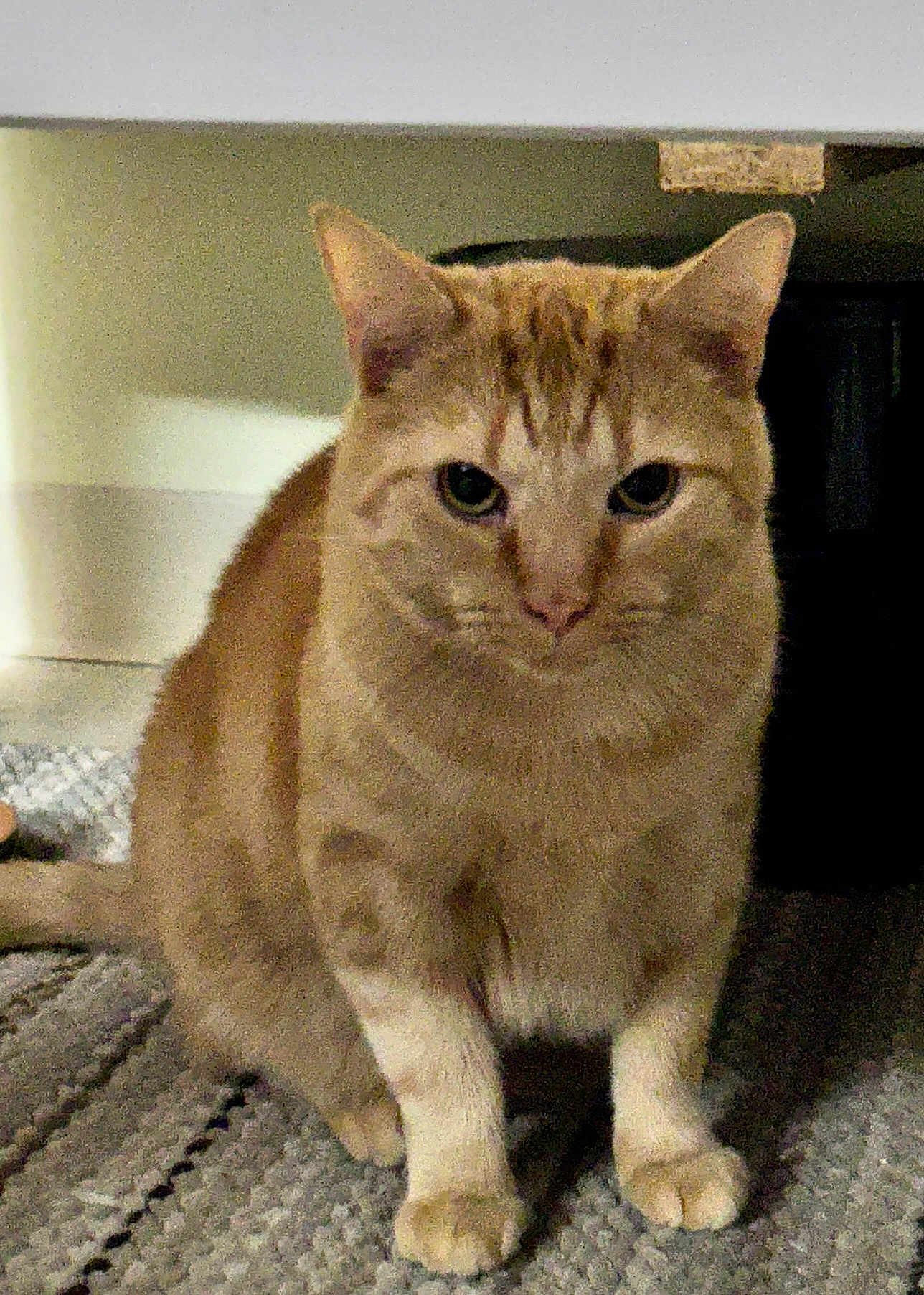 Otis