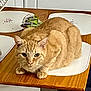animal, cat, curious, cute, domestic_animal, ears, eyes, face, feline, fur, ginger_cat, household, indoor, pet, placemat, resting, sitting, table, whiskers, wooden_table