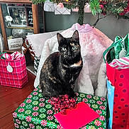 Trixie joined the competition — help win amazing prizes! cat, tortoiseshell_cat, gift_box, christmas_tree, holiday_decorations, wrapped_presents, red_envelope, ribbon, wooden_floor, indoor, festive, ornaments, lights, furniture, cozy, decor, animal, pet, holiday, celebration
