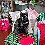 cat, tortoiseshell_cat, gift_box, christmas_tree, holiday_decorations, wrapped_presents, red_envelope, ribbon, wooden_floor, indoor, festive, ornaments, lights, furniture, cozy, decor, animal, pet, holiday, celebration