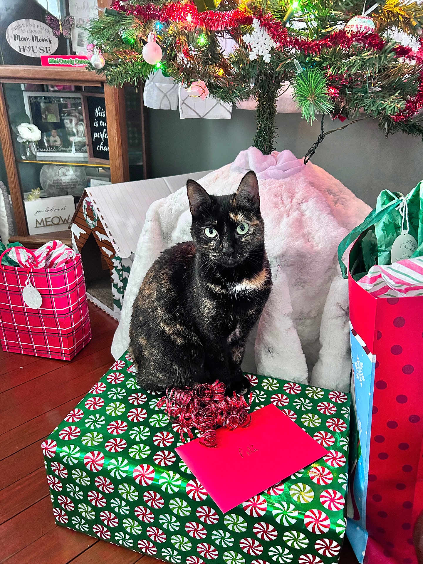 Trixie joined the competition — help win amazing prizes! cat, tortoiseshell_cat, gift_box, christmas_tree, holiday_decorations, wrapped_presents, red_envelope, ribbon, wooden_floor, indoor, festive, ornaments, lights, furniture, cozy, decor, animal, pet, holiday, celebration