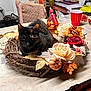 Trixie joined the competition — help win amazing prizes! artificial_flowers, autumn, cat, chair, cozy, craft_supplies, decor, flower_arrangement, gloves, houseplant, indoor, leaf, pet, pumpkins, red_cup, scissors, table, tortoiseshell_cat, vase, wreath