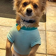 Teddy joined the competition — help win amazing prizes! dog, small_dog, light_blue_shirt, pet, indoor, kitchen, tile_floor, brown_fur, ears_up, collar, dog_tag, looking_at_camera, sitting, cute, fur, domestic_animal, animal, companion, attentive, canine
