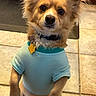 dog, small_dog, light_blue_shirt, pet, indoor, kitchen, tile_floor, brown_fur, ears_up, collar, dog_tag, looking_at_camera, sitting, cute, fur, domestic_animal, animal, companion, attentive, canine