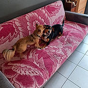 Bandit a rejoint le concours — aidez-le/la à gagner de superbes lots ! dog, playing, couch, living_room, pet, brown_dog, black_dog, tile_floor, furniture, home_interior, animal, friendly, canine, companion, indoor, paw, tail, collar, cute, domestic