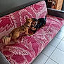 dog, playing, couch, living_room, pet, brown_dog, black_dog, tile_floor, furniture, home_interior, animal, friendly, canine, companion, indoor, paw, tail, collar, cute, domestic