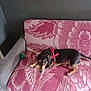 animal, black, couch, cozy, curious, dog, domestic_animal, floor, furniture, harness, indoor, looking, pattern, pet, pink, resting, small_dog, tan, tile, toy