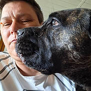 Bella a rejoint le concours — aidez-le/la à gagner de superbes lots ! animal, black_dog, bond, brown_dog, canine, casual, close_up, dog, expression, face, head, indoor, interaction, nose, person, pet, portrait, short_hair, stripes, white_shirt