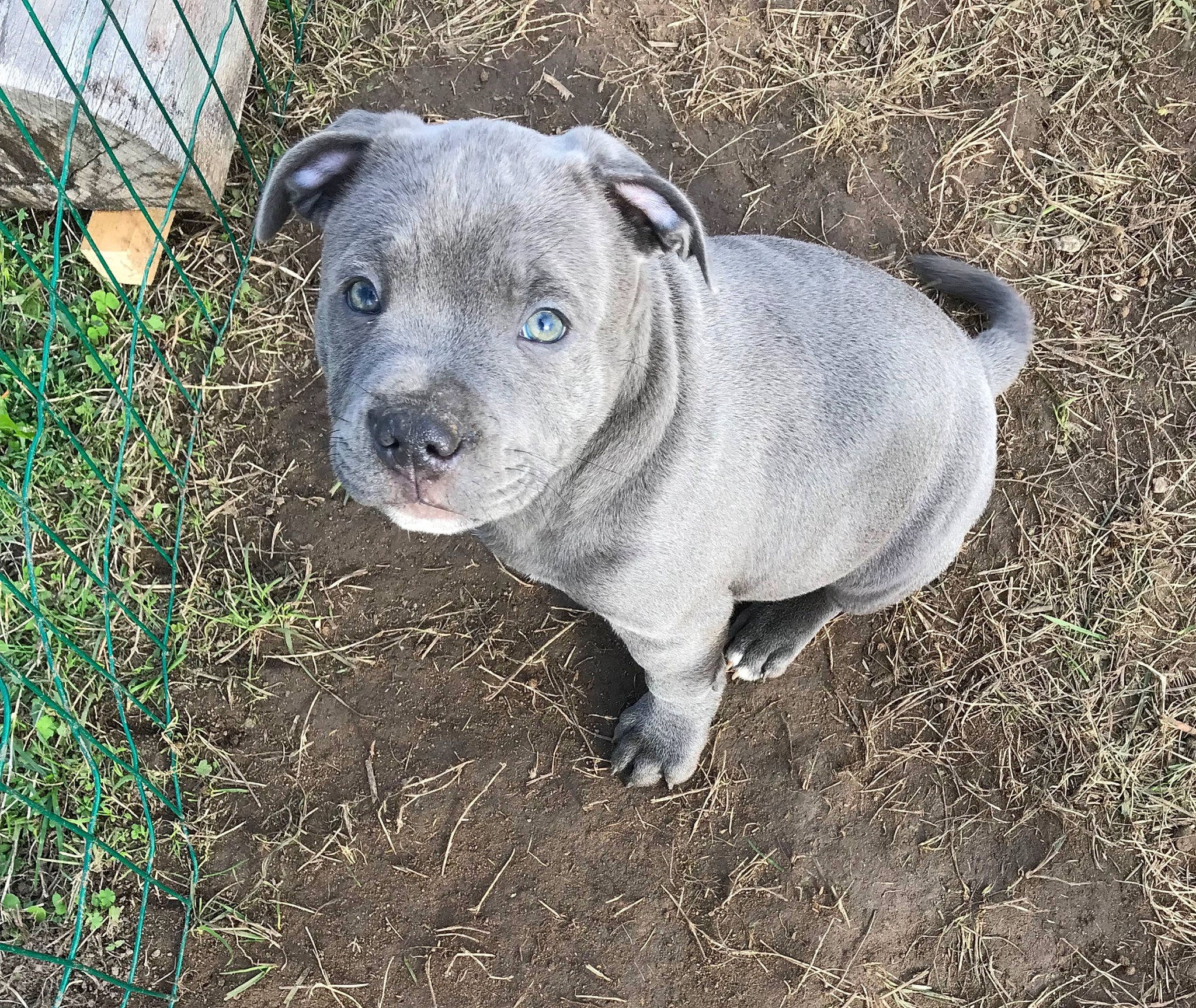 Pancho participe au concours pour gagner de l'argent avec cette photo : american_bulldog, american_pit_bull_terrier, american_staffordshire_terrier, canidae, carnivore, companion_dog, dog, dog_breed, fawn, grass, mammal, molosser, non_sporting_group, pit_bull, rare_breed_dog, snout, sporting_group, staffordshire_bull_terrier, vertebrate
