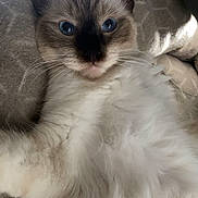 Blue participe au concours pour gagner de l'argent avec cette photo : cat, kitten, fluffy, blue_eyes, pointed_ears, long_hair, white_fur, gray_fur, black_mask, whiskers, pet, animal, portrait, close_up, indoors, cushion, blanket, sitting, relaxed, cute