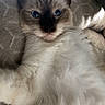 cat, kitten, fluffy, blue_eyes, pointed_ears, long_hair, white_fur, gray_fur, black_mask, whiskers, pet, animal, portrait, close_up, indoors, cushion, blanket, sitting, relaxed, cute