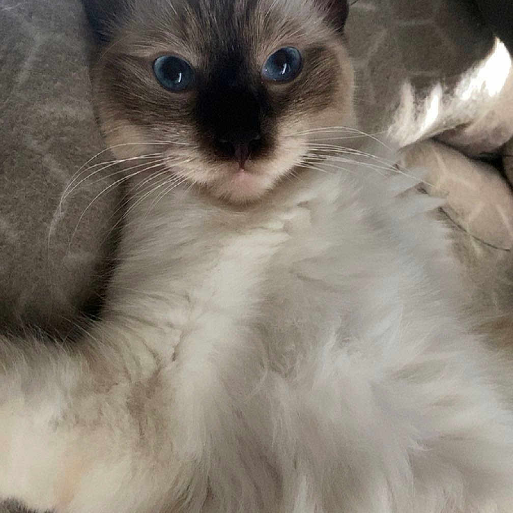 Blue participe au concours pour gagner de l'argent avec cette photo : cat, kitten, fluffy, blue_eyes, pointed_ears, long_hair, white_fur, gray_fur, black_mask, whiskers, pet, animal, portrait, close_up, indoors, cushion, blanket, sitting, relaxed, cute