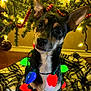 animal, black_and_tan, blanket, celebration, christmas, christmas_lights, colorful, cozy, cute, decorations, dog, festive, holiday, indoors, lights, ornaments, pet, plaid, small_dog, tree