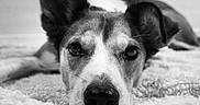 Roxy participe au concours pour gagner de l'argent avec cette photo : animal, black_and_white, blanket, close_up, dog, domestic_animal, ears, eyes, face, fur, indoor, lying_down, muzzle, nose, pet, portrait, resting, snout, soft_texture, whiskers