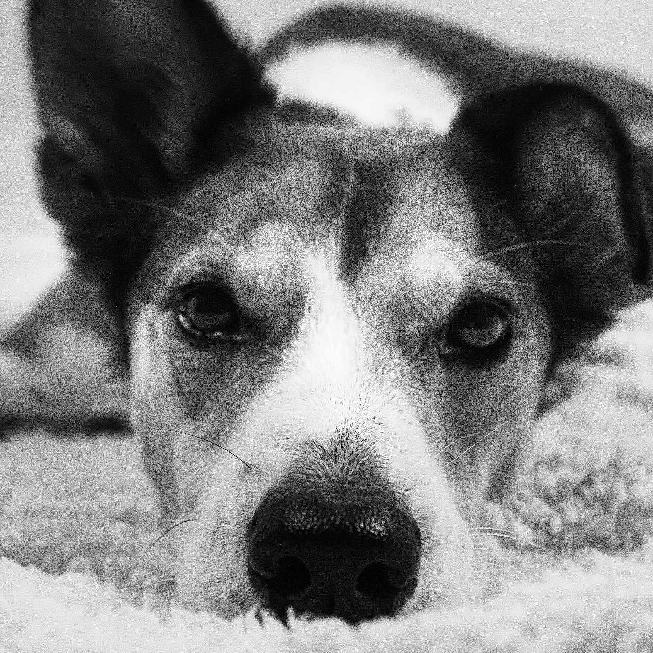 Roxy