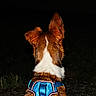 Roxy a rejoint le concours — aidez-le/la à gagner de superbes lots ! alert, animal, back_view, brown_fur, canine, close_up, collar, dark_background, dog, ears, fur_texture, grass, harness, mammal, night, outdoor, pet, vivid_colors, watching, white_fur