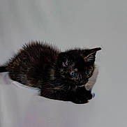 Molly participe au concours pour gagner de l'argent avec cette photo : kitten, cat, black_fur, blue_eyes, fluffy, pet, animal, cute, small, young, feline, indoor, resting, adorable, soft_texture, curious, portrait, isolated, background, domestic