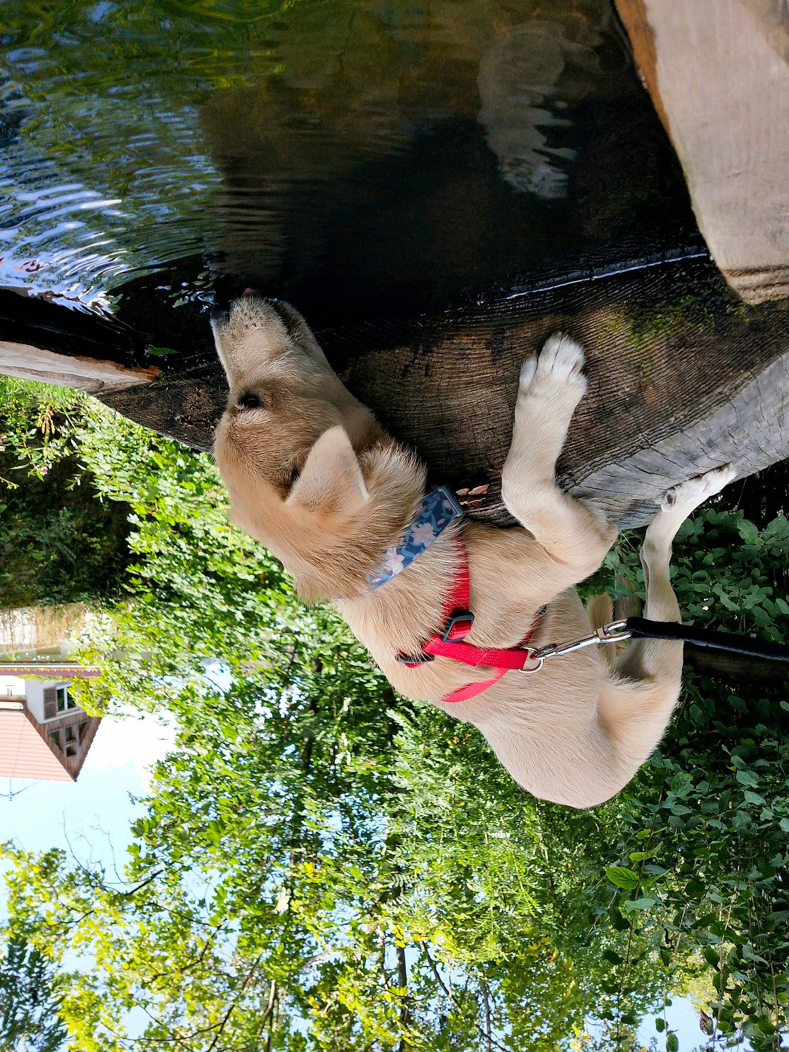 Chica participe au concours pour gagner de l'argent avec cette photo : adventure, dress, event, fun, grass, happy, lake, leg, leisure, mammal, organism, people_in_nature, plant, recreation, reflection, shorts, sky, thigh, tree, water
