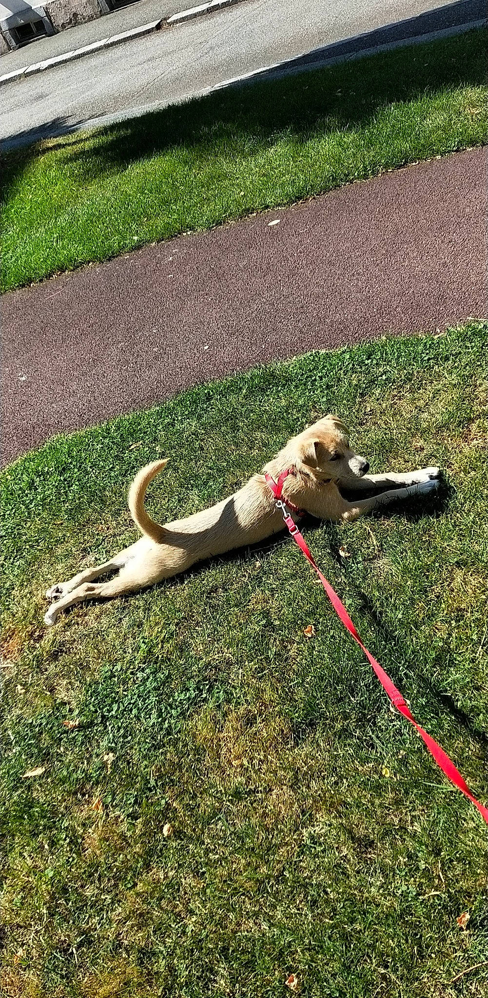 Chica participe au concours pour gagner de l'argent avec cette photo : canidae, carnivore, collar, companion_dog, dog, dog_breed, dog_collar, dog_supply, fashion_accessory, fawn, garden_hose, grass, lawn, leash, pet_supply, plant, shadow, sporting_group, tail, working_animal