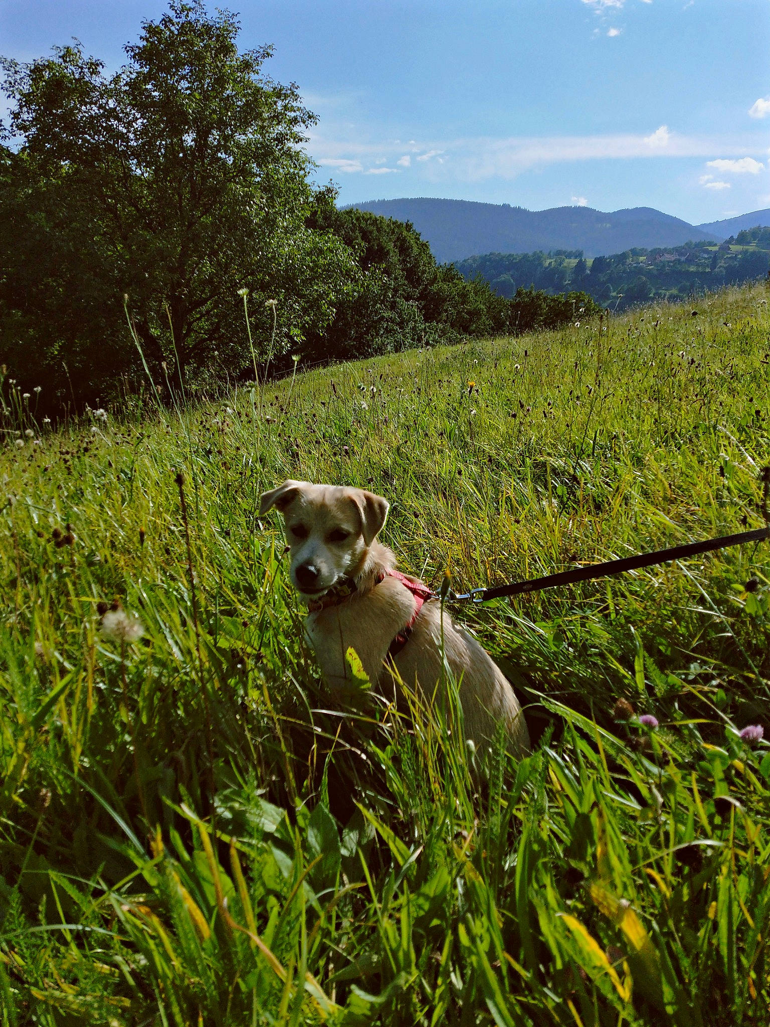 Chica a rejoint le concours — aidez-le/la à gagner de superbes lots ! agriculture, carnivore, cloud, companion_dog, dog, dog_breed, fawn, grass, grass_family, grassland, landscape, meadow, mountain, natural_landscape, people_in_nature, plant, prairie, sky, tree, working_animal