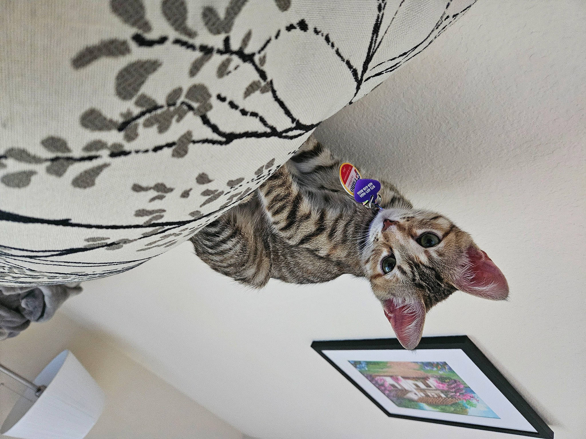 Waffles is registered to the contest to win money with this photo: art, ceiling, fashion_accessory, feather, felidae, fictional_character, fur, graphic_design, illustration, linens, paper, pattern, picture_frame, room, sleeve, small_to_medium_sized_cats, tail, tree, twig, visual_arts