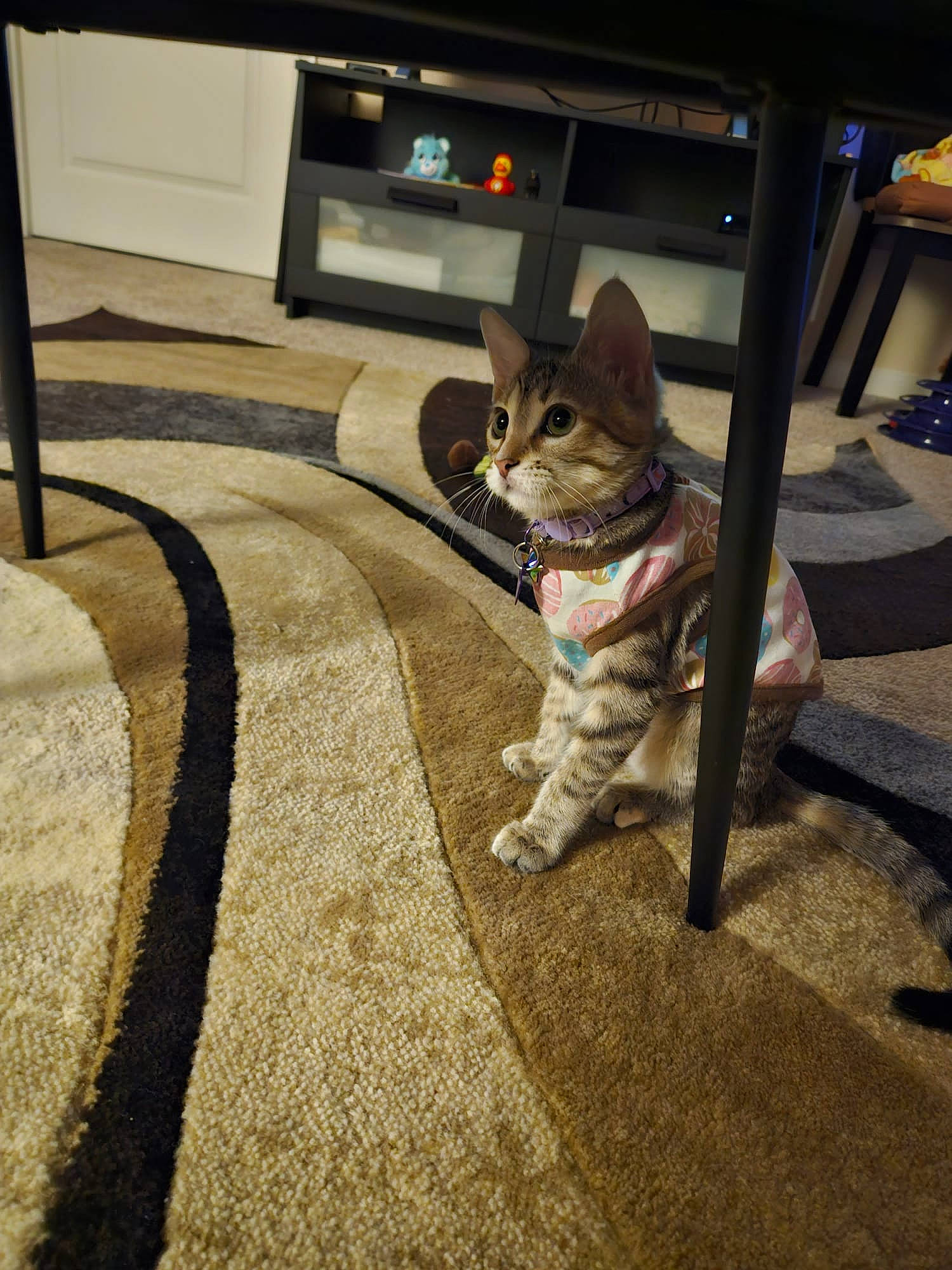 Waffles joined the competition — help win amazing prizes! carnivore, cat, comfort, domestic_short_haired_cat, fawn, felidae, floor, flooring, fur, grey, hardwood, home_appliance, human_leg, kitchen_appliance, road_surface, small_to_medium_sized_cats, snout, tail, whiskers, wood