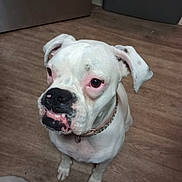 Freya Lynn is registered to the contest to win money with this photo: dog, white_dog, boxer, pet, indoor, floor, wooden_floor, collar, chain_collar, looking_up, ears, black_nose, pink_skin, expression, domestic_animal, canine, flooring, foot, sock, home