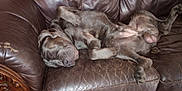 Tyr Kane is registered to the contest to win money with this photo: dog, sleeping, couch, leather, brown, relaxed, pet, indoors, fur, canine, resting, animal, paw, snout, nose, wooden_furniture, home, comfort, napping, domestic