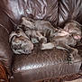 dog, sleeping, couch, leather, brown, relaxed, pet, indoors, fur, canine, resting, animal, paw, snout, nose, wooden_furniture, home, comfort, napping, domestic