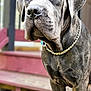 Tyr Kane is registered to the contest to win money with this photo: dog, canine, brindle_coat, chain_collar, pet, outdoor, steps, wooden_steps, brown, gray, large_dog, portrait, animal, mammal, ears, nose, fur, closeup, looking_away, domestic_animal