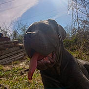 Tyr Kane joined the competition — help win amazing prizes! dog, tongue_out, grass, outdoor, sunlight, sky, clouds, power_lines, logs, nature, pet, canine, happy, animal, daylight, resting, muzzle, ears, closeup, tongue