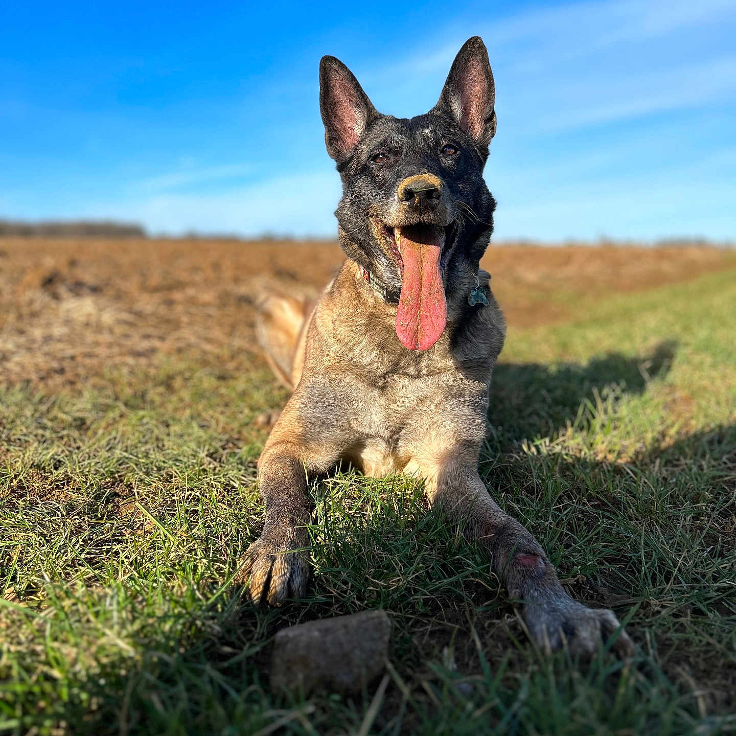 Kylouche participe au concours pour gagner de l'argent avec cette photo : animal, bodypart, bulldog, canine, dog, field, germanshepherd, grass, grassland, mouth, nature, outdoors, person, pet, plant, policedog, puppy, rock, soil, tongue