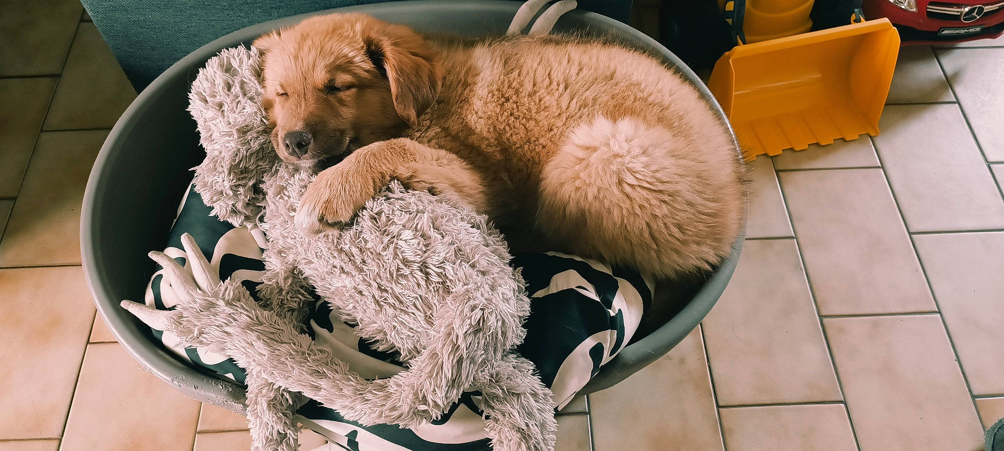 NÉva participe au concours pour gagner de l'argent avec cette photo : canidae, carnivore, collar, comfort, companion_dog, dog, dog_bed, dog_breed, dog_supply, fawn, fur, gun_dog, liver, nap, retriever, sporting_group, terrestrial_animal, whiskers, wicker, working_animal