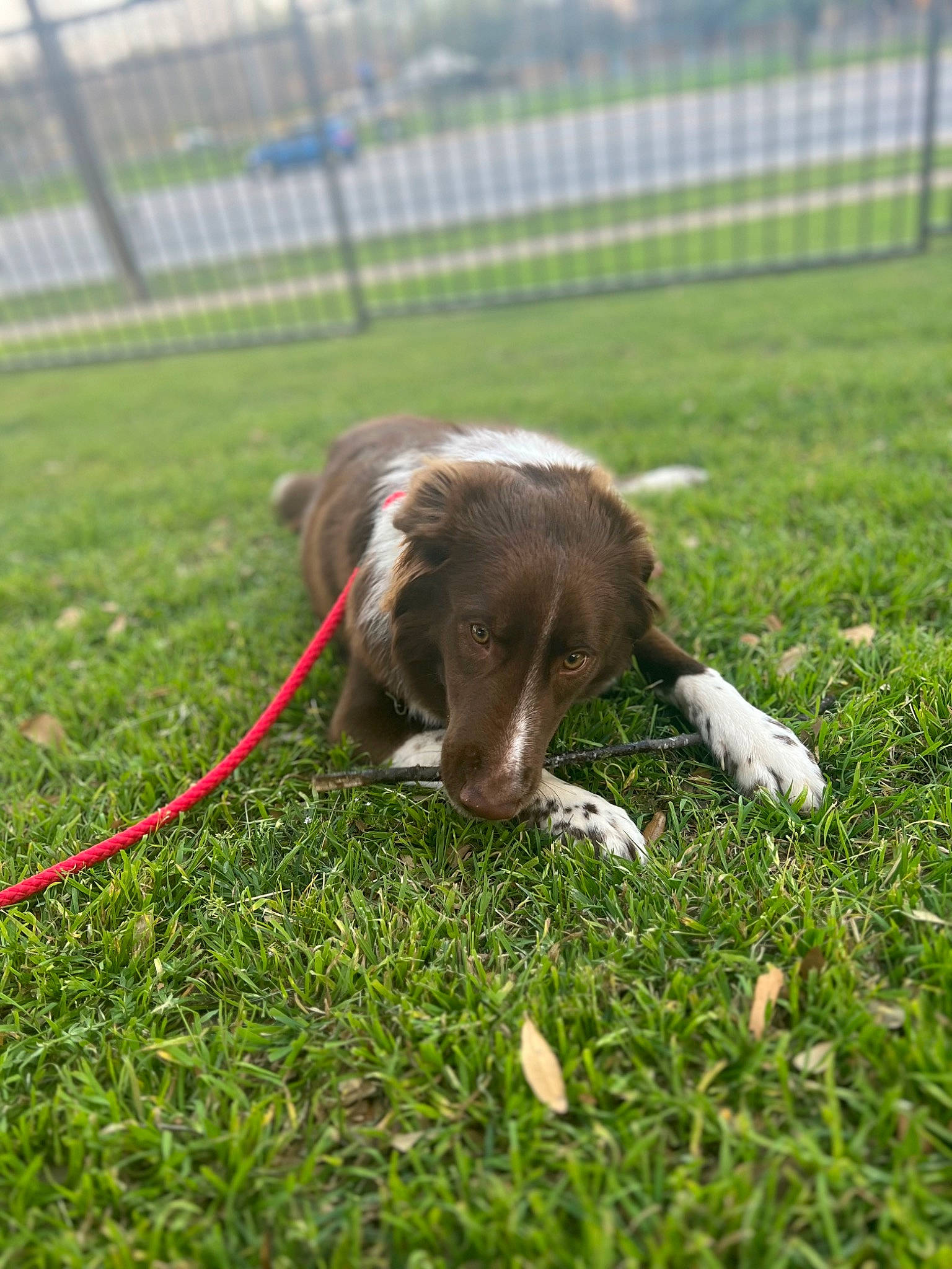 Draky joined the competition — help win amazing prizes! animal_sports, carnivore, collar, companion_dog, dog, dog_breed, dog_sports, fence, grass, grassland, grazing, gun_dog, liver, pasture, plant, sporting_group, tail, terrestrial_animal, tree, working_animal