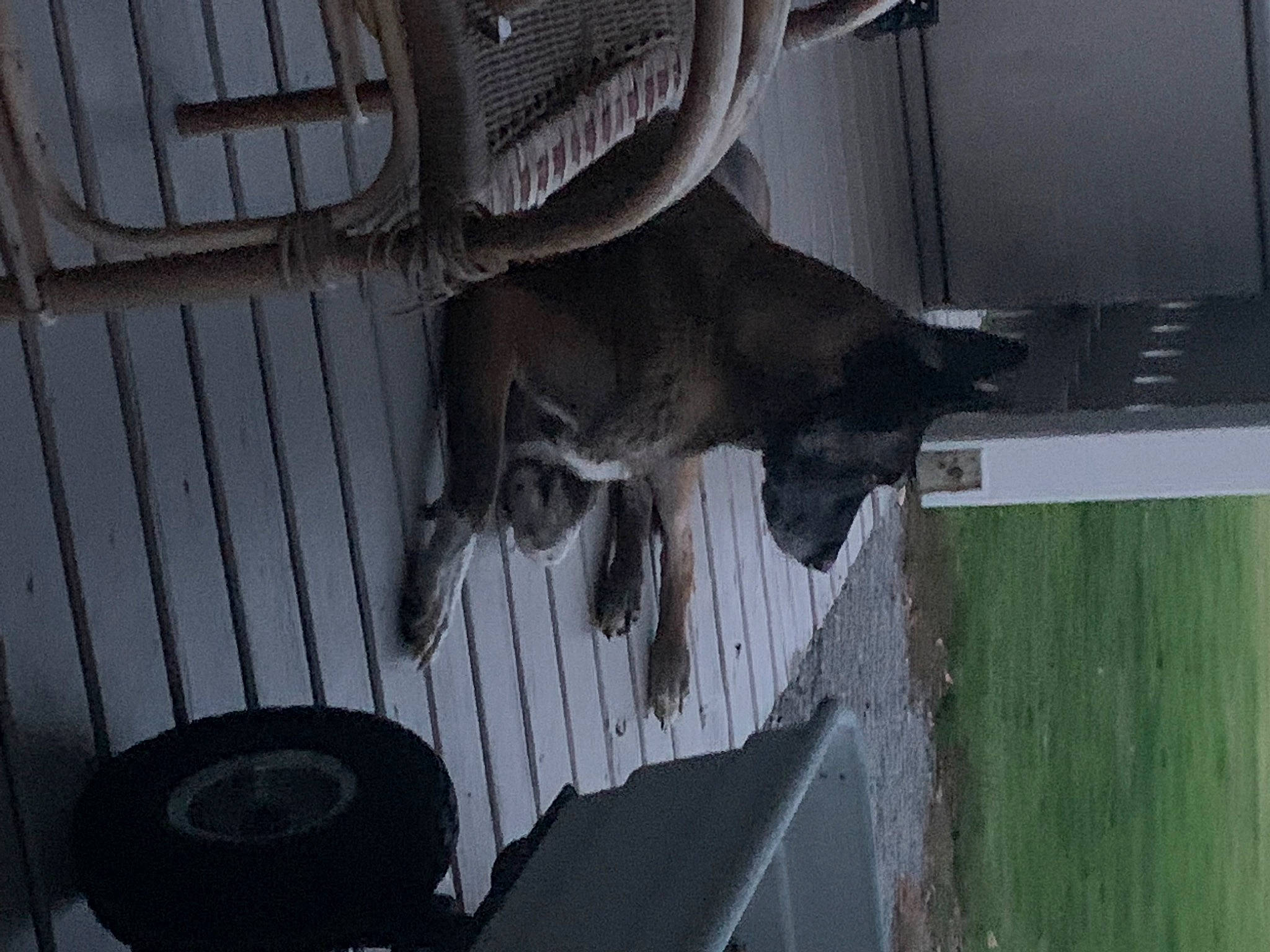 Jawak participe au concours pour gagner de l'argent avec cette photo : animal_shelter, automotive_tire, bat, building, carnivore, dog_breed, fur, glass, grey, guard_dog, house, sash_window, snout, sporting_group, tail, vehicle_door, window, wood