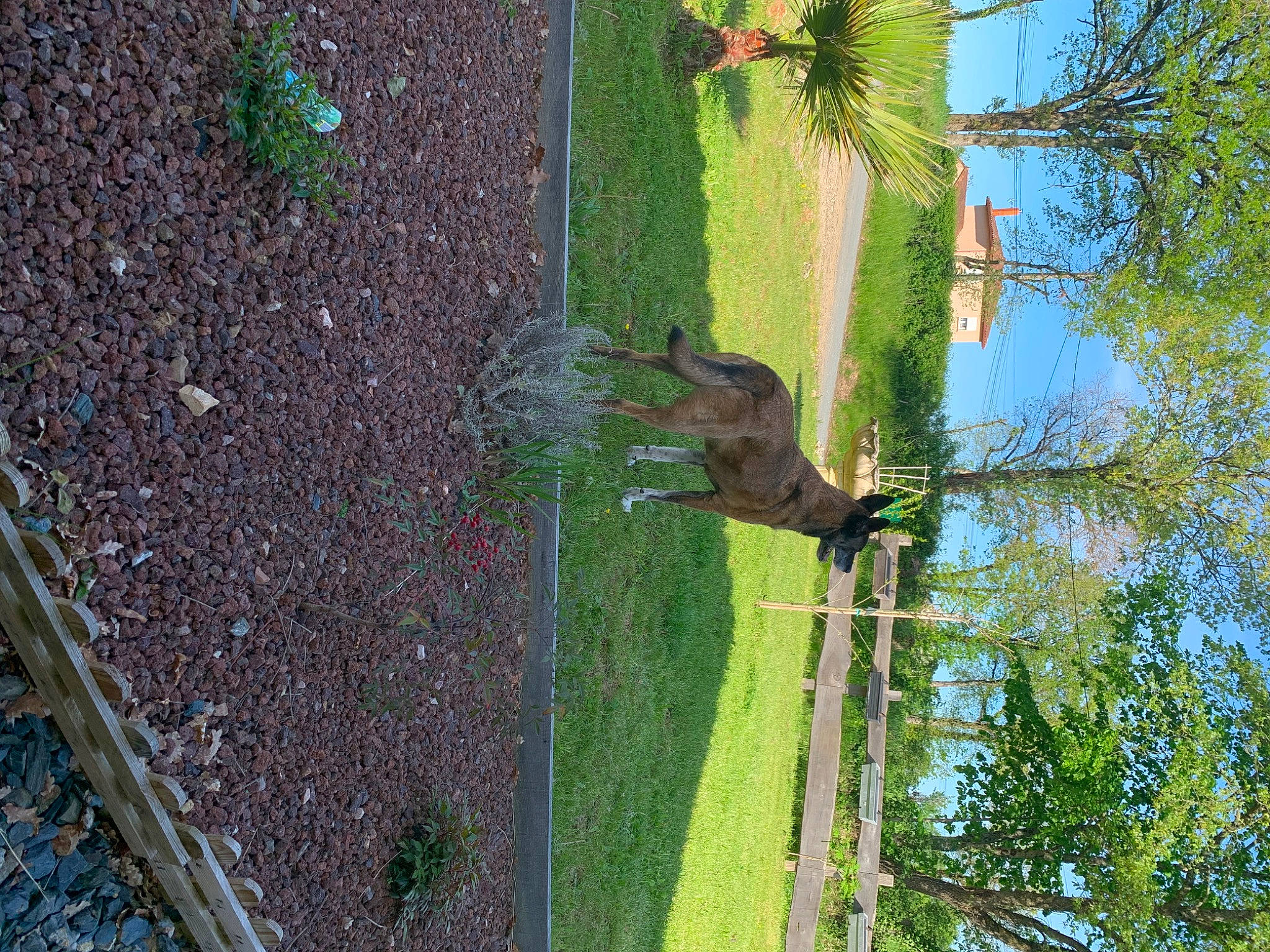 Jawak a rejoint le concours — aidez-le/la à gagner de superbes lots ! asphalt, dog, grass, grass_family, green, groundcover, landscape, palm_tree, plant, shrub, sidewalk, sky, soil, tail, tar, tree, trunk, twig, window, wood